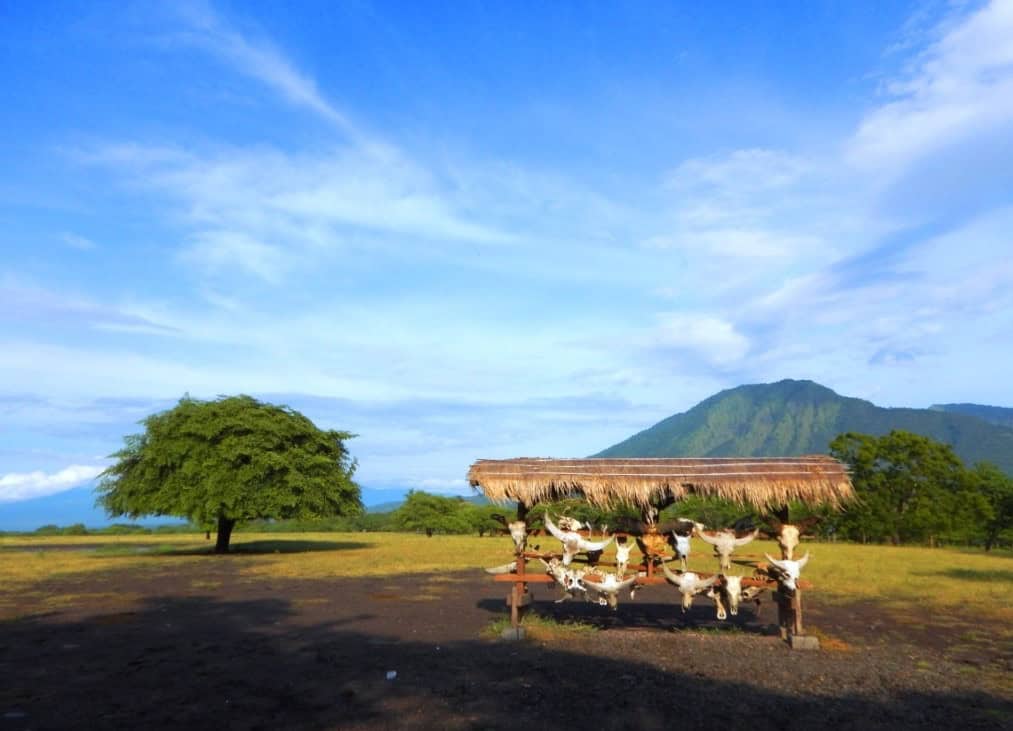 Taman Nasional Baluran Kini Kembali Dibuka untuk Wisata